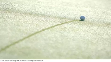 Golf ball rolling across the green afs 1005 02194