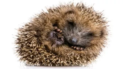 Hedgehog