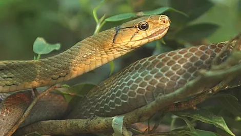 Kingcobra